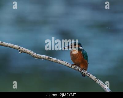 Junge Eisvögel werden schnell aus ihrem Elterngebiet gedrängt und müssen sich selbst ernähren und sich selbst versorgen, die Sterblichkeit ist sehr hoch. Stockfoto