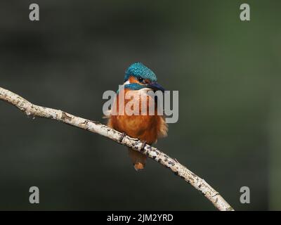 Junge Eisvögel werden schnell aus ihrem Elterngebiet gedrängt und müssen sich selbst ernähren und sich selbst versorgen, die Sterblichkeit ist sehr hoch. Stockfoto