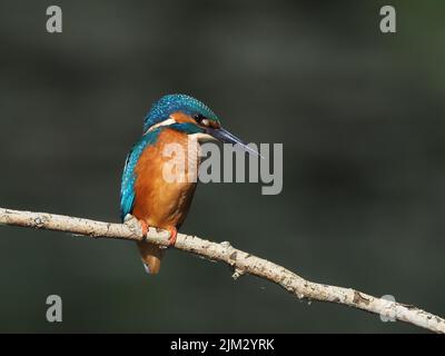 Junge Eisvögel werden schnell aus ihrem Elterngebiet gedrängt und müssen sich selbst ernähren und sich selbst versorgen, die Sterblichkeit ist sehr hoch. Stockfoto