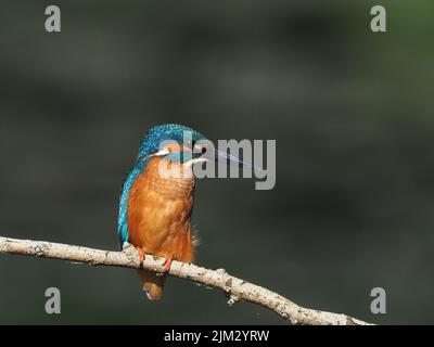 Junge Eisvögel werden schnell aus ihrem Elterngebiet gedrängt und müssen sich selbst ernähren und sich selbst versorgen, die Sterblichkeit ist sehr hoch. Stockfoto