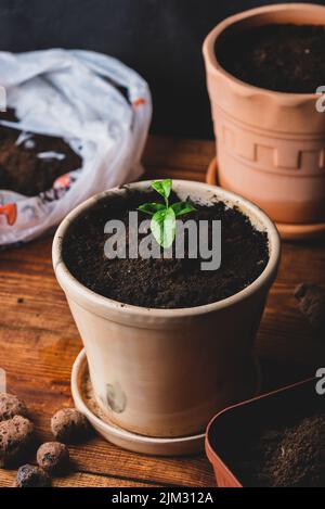 Repotted junge Mandarine Baum in einem Keramiktopf zu Hause Stockfoto