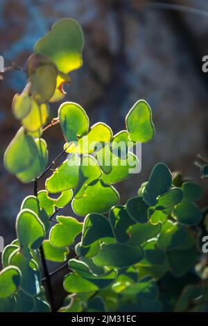 Die leuchtend grünen, hinterleuchteten Blätter eines harten Farns, Pelleae Calomelanos, auf einem Hügel im Grat des Vredefort Dome, Südafrika Stockfoto