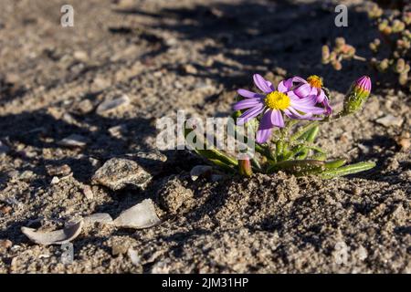 Eine einzelne Zwergfelicia Blume, auf dem trockenen, trockenen Boden in der Küstenregion des Namaqua National Park, Westküste Südafrikas Stockfoto