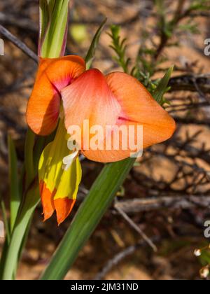 Die orangefarbene Blüte eines Gladiolus alatus, einer Art Iris, die in der Region Namaqualand in Südafrika wild wächst Stockfoto