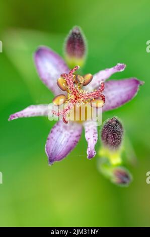 Die violette Blume einer Krötenlilie vor einem leuchtend grünen Hintergrund. Stockfoto