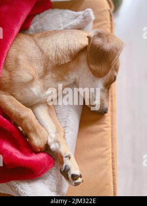 Niedlicher verschlafener Ingwer-Hund, der sich entspannt, schläft und auf der mit roten Decken bedeckten Couch mit geschlossenen Augen liegt. Brauner Hund liegt und schläft. Ruhender Hund. Hochwertige vertikale Fotos Stockfoto