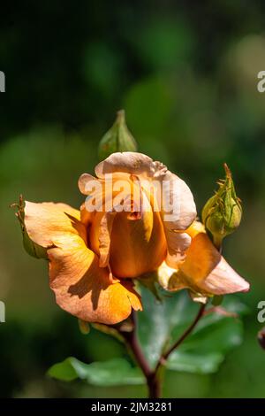 Blühende Rose im Sommergarten, natürliches Licht, Nahaufnahme Stockfoto