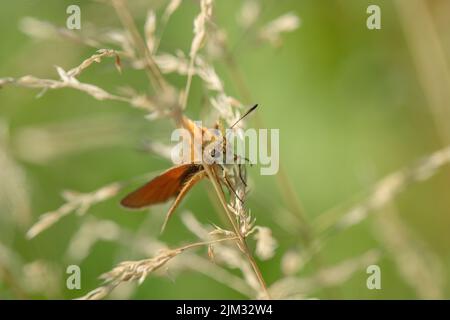 Essex Skipper Butterfly (Thymelicus kleine). Stockfoto