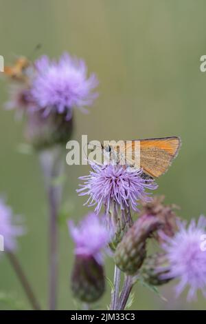 Essex Skipper Butterfly (Thymelicus kleine). Stockfoto