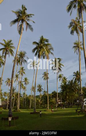 Viele große Kokosnussbäume in Thailand Stockfoto