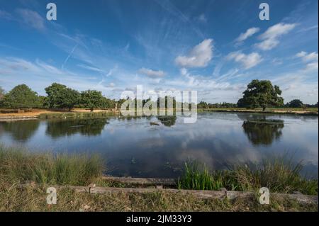 Perfekter Spaziergang am frühen Morgen um die Teiche im Bushy Park in Surrey, England Stockfoto