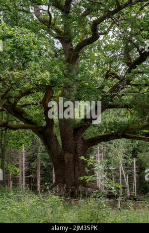 Alte Eiche (Paavolan tami) in Lohja, Finnland. Stockfoto