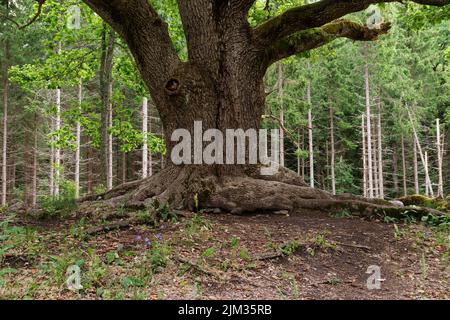 Stamm der alten Eiche (Paavolan tami) in Lohja, Finnland. Stockfoto