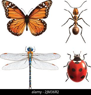 Insekten realistische farbige dekorative Ikonen Set mit Marienkäfer Libelle Ameise Schmetterling isoliert Vektor-Illustration Stock Vektor