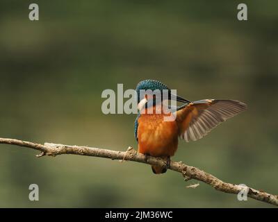 Junge Eisvögel werden schnell aus ihrem Elterngebiet gedrängt und müssen sich selbst ernähren und sich selbst versorgen, die Sterblichkeit ist sehr hoch. Stockfoto