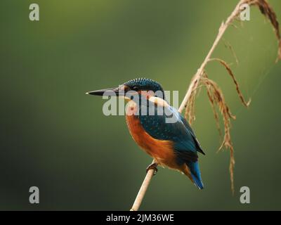 Junge Eisvögel werden schnell aus ihrem Elterngebiet gedrängt und müssen sich selbst ernähren und sich selbst versorgen, die Sterblichkeit ist sehr hoch. Stockfoto