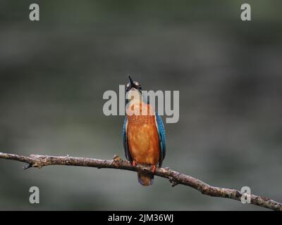 Junge Eisvögel werden schnell aus ihrem Elterngebiet gedrängt und müssen sich selbst ernähren und sich selbst versorgen, die Sterblichkeit ist sehr hoch. Stockfoto