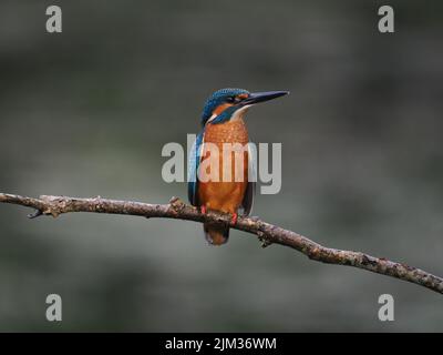 Junge Eisvögel werden schnell aus ihrem Elterngebiet gedrängt und müssen sich selbst ernähren und sich selbst versorgen, die Sterblichkeit ist sehr hoch. Stockfoto