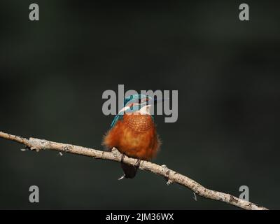 Junge Eisvögel werden schnell aus ihrem Elterngebiet gedrängt und müssen sich selbst ernähren und sich selbst versorgen, die Sterblichkeit ist sehr hoch. Stockfoto