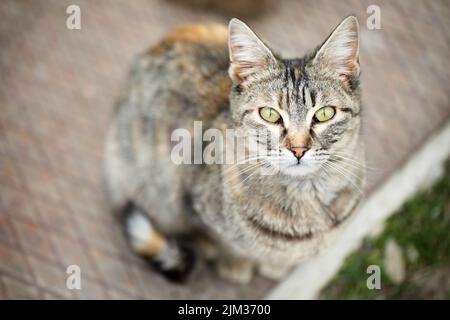 Entzückende, streunende Mackerel-abgestreifte tabby-Katze mit orangefarbenen Flecken und schönen grünen Augen, die sitzend zur Kamera schauen, von oben gesehen. Stockfoto
