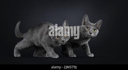 Duo von Korat-Katzenbabys, die neugierig auf die Jagd gehen und auf die Kamera zusteuern. Isoliert auf schwarzem Hintergrund. Stockfoto