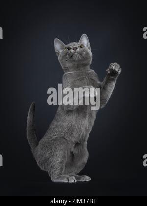 Porträt eines schönen Korat-Katzenkätzchens, stehend auf Hinterbeinen mit den Vorderpfoten hoch. Ich schaue neugierig von der Kamera weg. Isoliert auf schwarzem Hintergrund. Stockfoto