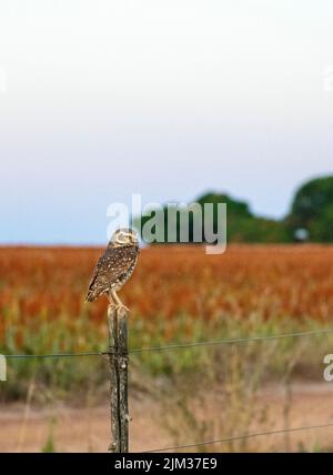 Eule auf einem Zaun, mit einer Quinoa-Ernte im Hintergrund. Stockfoto