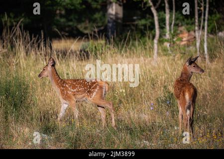 Zwei Rehkitze am Waldrand spielen zusammen und tauschen Zärtlichkeit aus Stockfoto