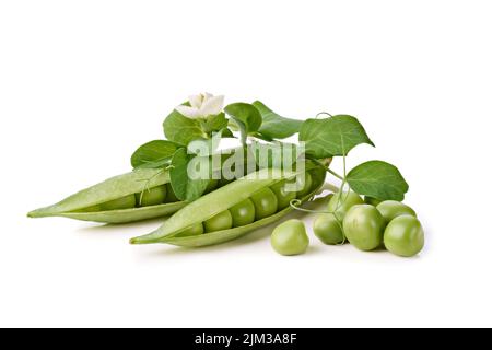 Frische Erbsenschoten mit Stiel und Blättern auf weißem Hintergrund Stockfoto