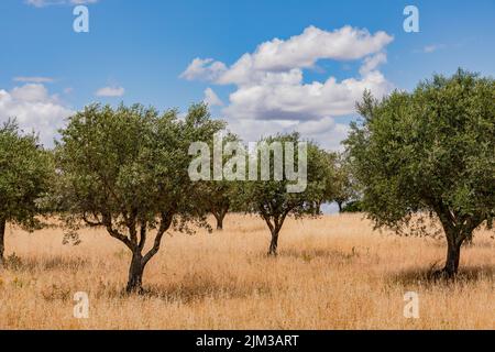 Olivenbäume auf einer trockenen Wiese in Alentejo vor der leicht bewölkten Witterung, Portugal Stockfoto