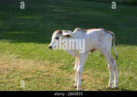 Weißes und braunes Kalb, Neugeborenes auf einer Ranch in Brasilien, Südamerika Stockfoto