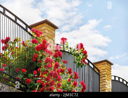Ein Busch aus einem schönen, lockigen roten wuchs auf einem Metallzaun gegen einen blauen Himmel. Speicherplatz kopieren. Stockfoto