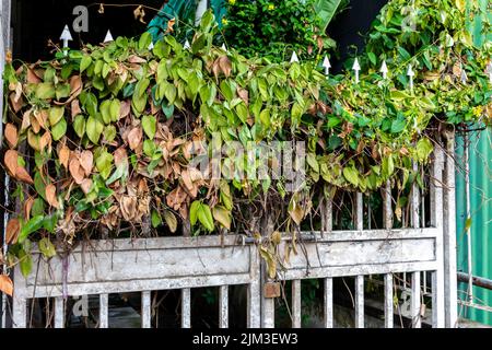 Weißes rostiges Metalleingangstor, überwuchert mit trockenem Efeu (Hedera) und steiler, verstecktem Eingang, Victoria-Stadt, Seychellen. Stockfoto