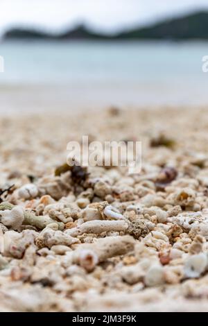 Nach einem Korallenbleichungsereignis auf Mahe Island, Seychellen, wurden an einem Strand Stücke von toten, gebleichten Korallenriffs ausgewaschen. Stockfoto