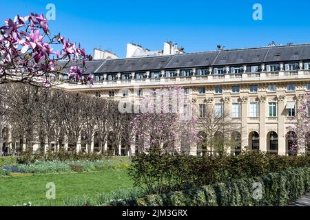 Paris, das Palais-Royal, die rosafarbenen Magnolien in der Blüte im Garten Stockfoto