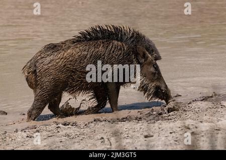 Indien, Wildschwein im Schlamm baden, Porträt Stockfoto