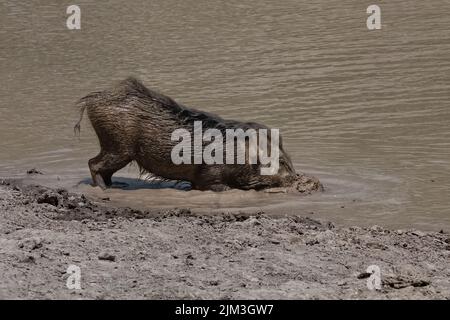 Indien, Wildschwein im Schlamm baden, Porträt Stockfoto
