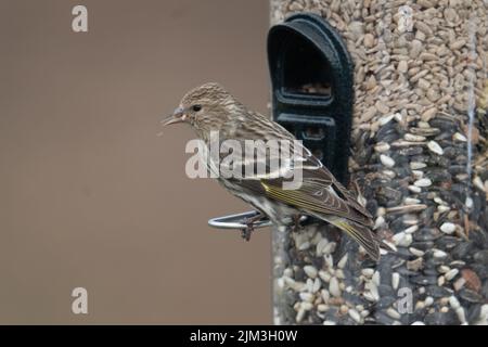 Eine Makroaufnahme eines Kiefernsiskins (Spinus pinus), der auf seinem Futterhäuschen thront Stockfoto