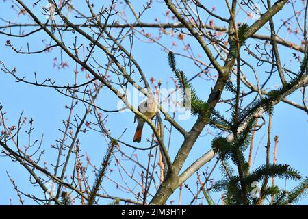 Eine Aufnahme eines weiblichen Nordkardiners (Cardinalis cardinalis), der auf einem Ast thront Stockfoto