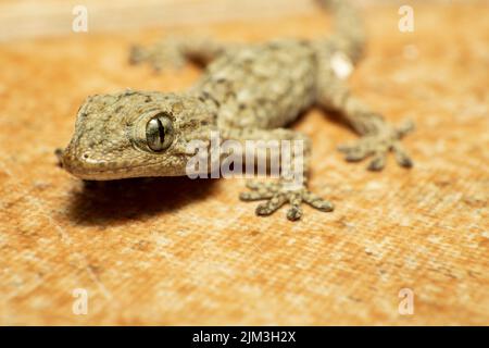 Nahaufnahme eines Baby-Geckos, tarentola mauritanica, Wanddrachen. Makrofotografie, Kopierbereich Stockfoto