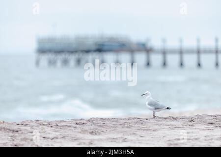 Eine Nahaufnahme einer weißen Möwe, die an einem Sandstrand vor einer Meereslandschaft steht Stockfoto