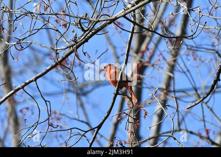 Eine Aufnahme eines roten männlichen Nordkardiners (Cardinalis cardinalis), der auf dem Baum thront Stockfoto