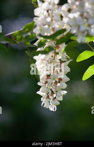 Akazienblüte, honighaltige Blüten für das Bienenhaus. Blüten reich an Nektar. Stockfoto