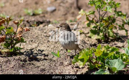 Grauer Sperling auf grauem Grund in der Nähe von grünen Pflanzen. Stockfoto
