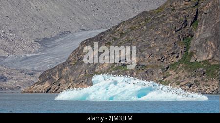 Masse von Kittywakes, die auf einem Eisberg im Evighedsfjord, Grönland, schweben Stockfoto