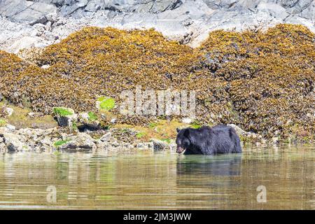 Schwarzbären (Ursus americanus) Angeln in der Nähe von Tofino, Vancouver Island, British Columbia, Kanada. Stockfoto