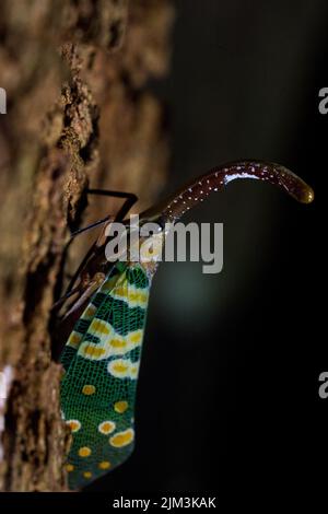 Eine vertikale Makroaufnahme eines Pyrops Candelaria Laternenbugs auf einem Baum Stockfoto