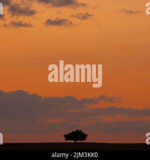 Ein einsamer Baum auf dem Feld gegen den malerischen Sonnenuntergang Stockfoto