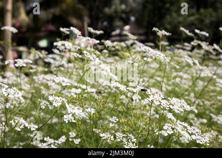 Korianderpflanzenfeld mit voll blühenden Korianderblüten. Sein wissenschaftlicher Name ist : Coriandrum sativum Stockfoto