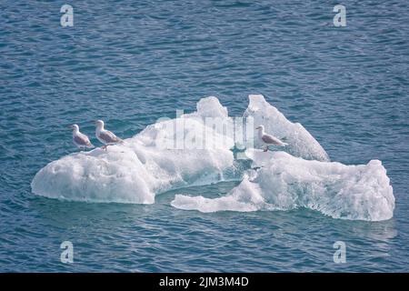 Möwen auf dem Eisberg im arktischen grönland - arktischblau und kristallklar Stockfoto